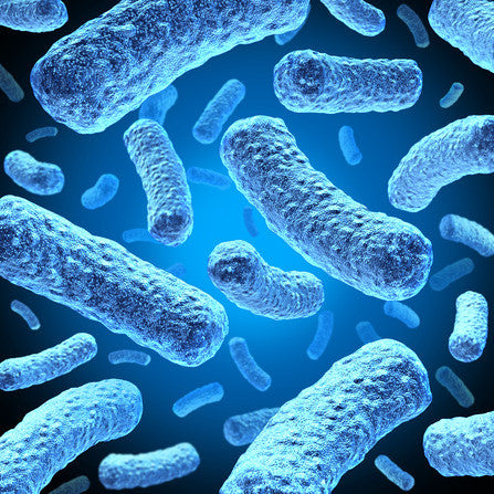 What is Bacteria & Why is it So Harmful in Food Production Units?